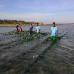 Gerakan nasional rumput laut: Mengarusutamakan laut untuk keadilan dan Indonesia Emas 2045