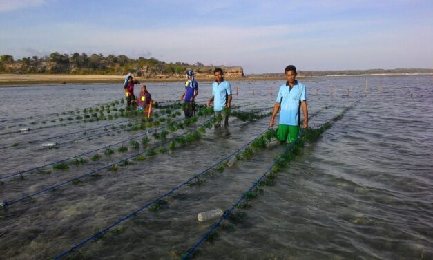 Could Indonesia transform the seaweed industry into a key source of blue food?