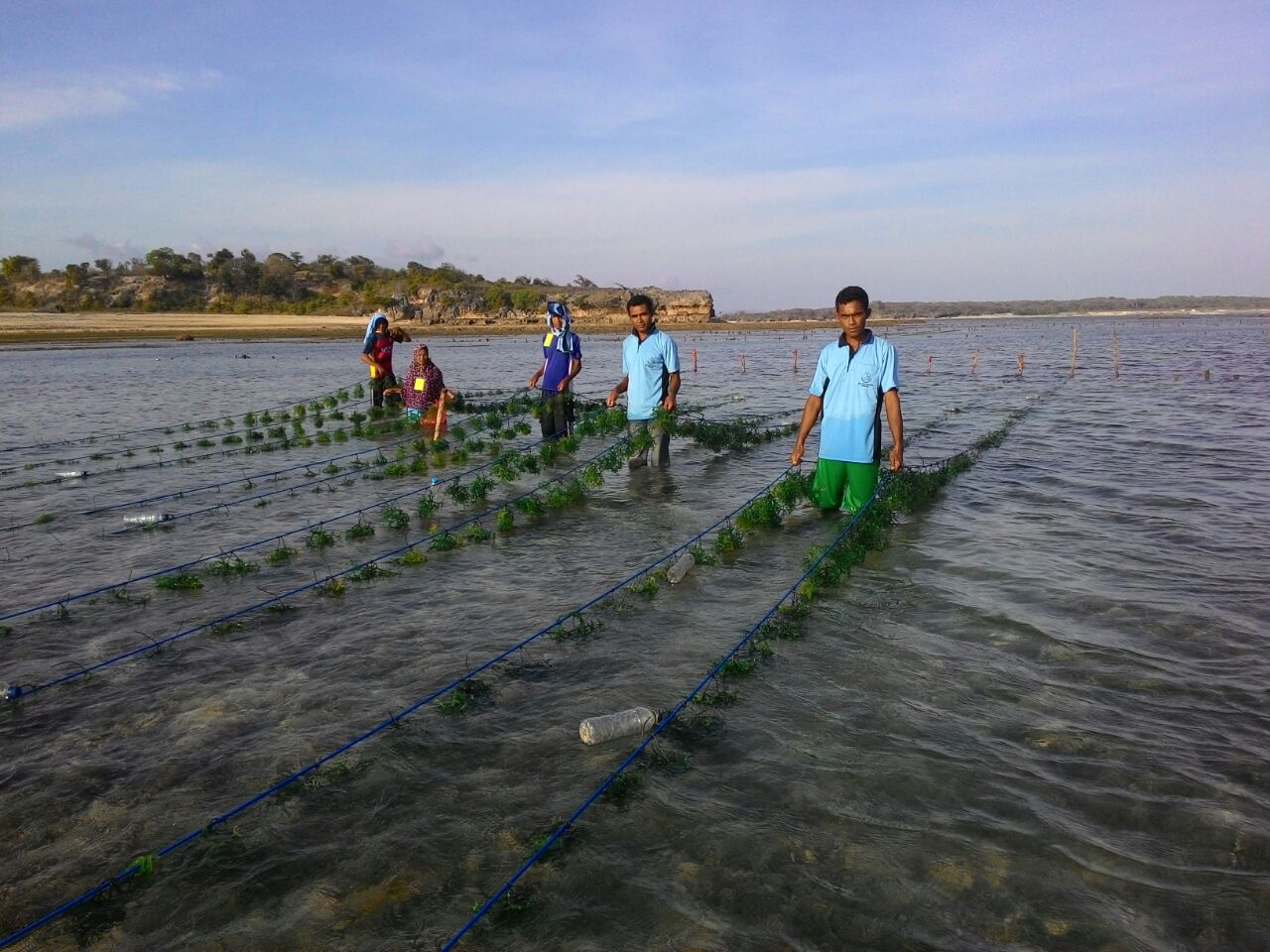 Rumput laut dapat dibudidayakan secara massal dan berkelanjutan karena tidak memerlukan lahan darat dan air tawar dalam jumlah besar.