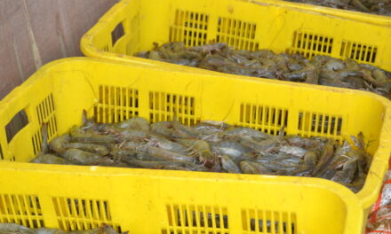 Pentingnya mineral untuk kesuksesan budidaya udang