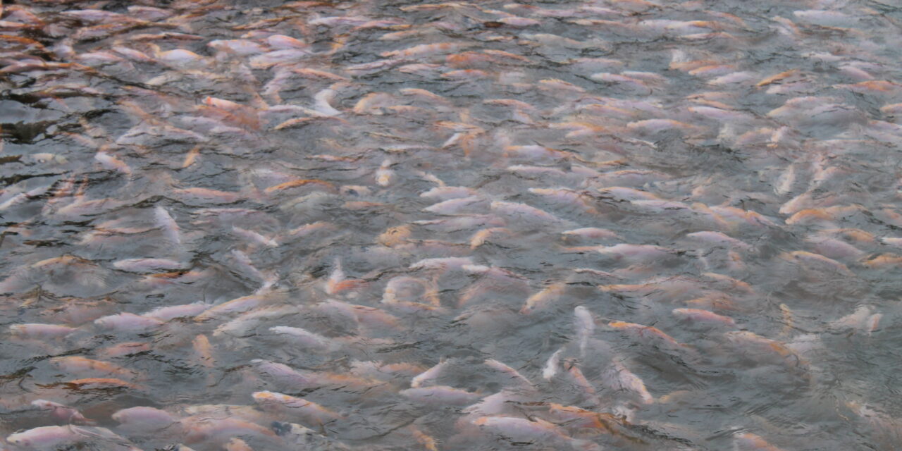 Ekspor tilapia Indonesia tembus USD82 juta
