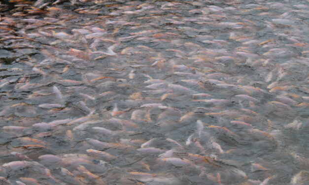 Ekspor tilapia Indonesia tembus USD82 juta