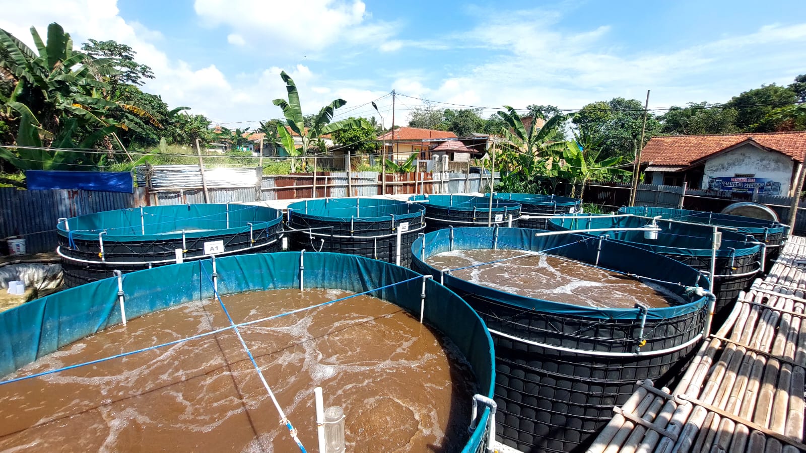 Kolam nila bioflok AquaBiofresh