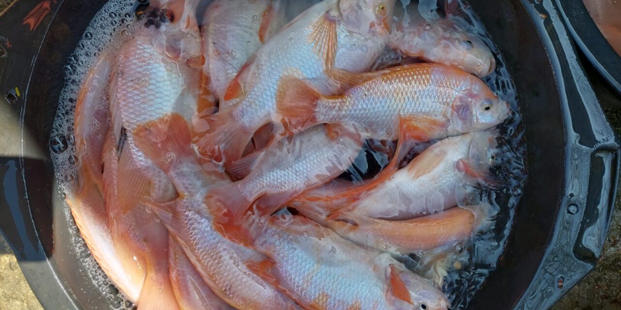 Bioflok nila hemat, tanpa tambahan probiotik dan molase