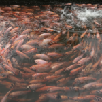 Sejarah ikan nila: Menuju komoditas unggul di Indonesia (Part 2)