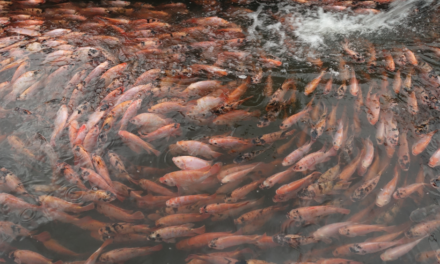 Sejarah ikan nila: Menuju komoditas unggul di Indonesia (Part 2)