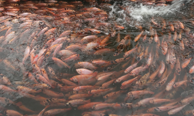 Sejarah ikan nila: Menuju komoditas unggul di Indonesia (Part 2)