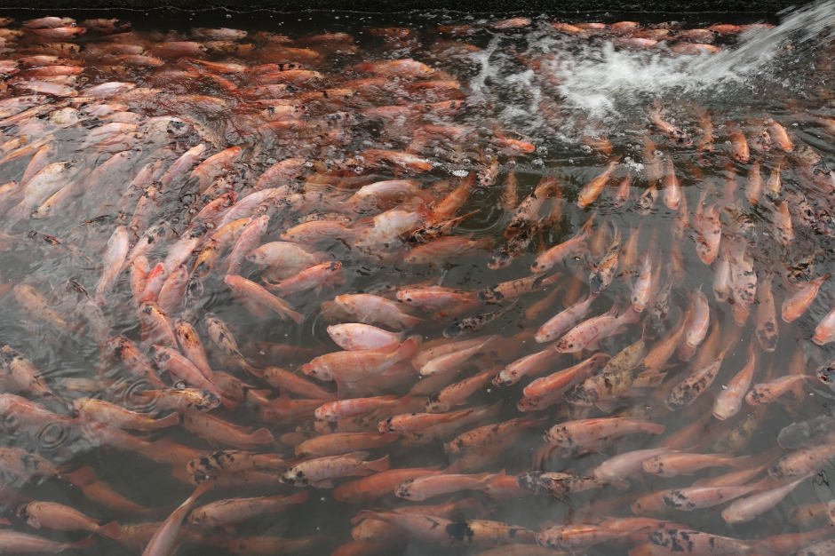 Sejarah ikan nila: Menuju komoditas unggul di Indonesia (Part 2)