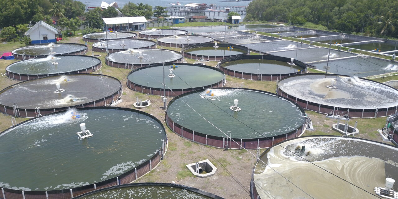 How Bacillus probiotics can support sustainable aquaculture