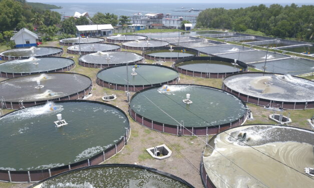 How Bacillus probiotics can support sustainable aquaculture