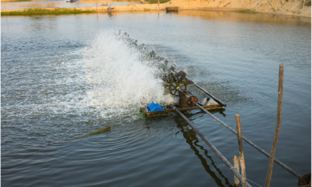 Aquamimicry: Alternatif sistem budidaya udang berkelanjutan