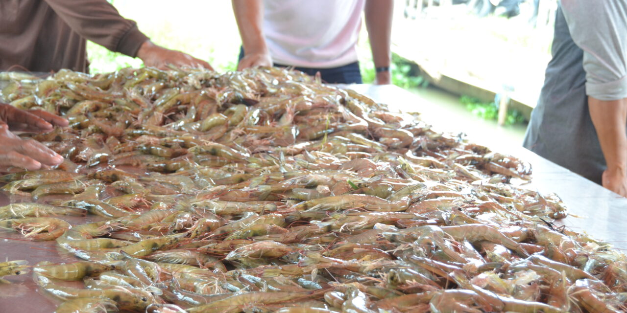 Industri udang Ekuador kelimpungan akibat krisis energi