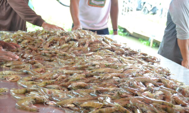 Industri udang Ekuador kelimpungan akibat krisis energi