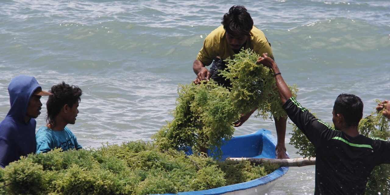 Deteksi ice-ice disease pada rumput laut dengan proximal sensing