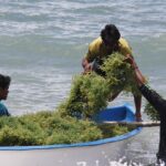 Deteksi ice-ice disease pada rumput laut dengan proximal sensing