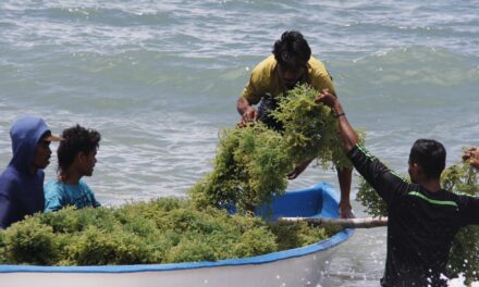 Deteksi ice-ice disease pada rumput laut dengan proximal sensing