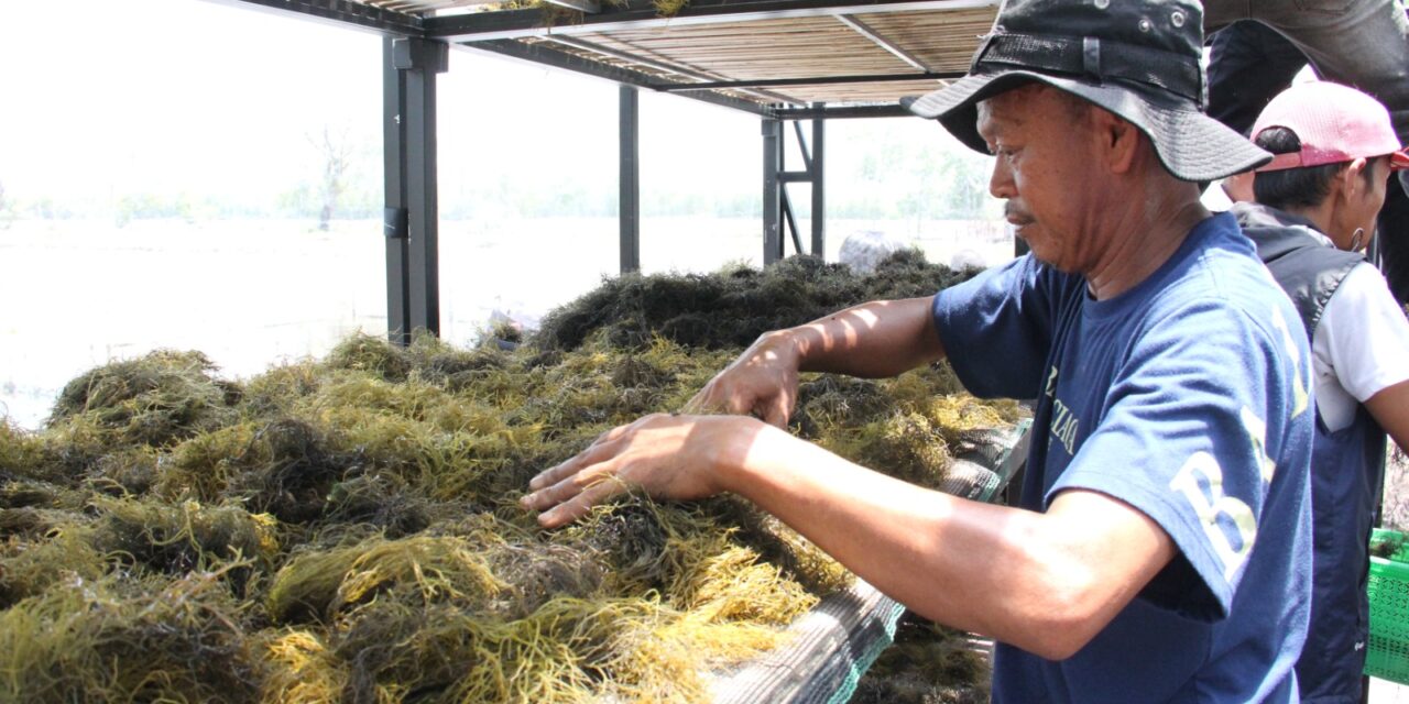 Inovasi pengering rumput laut rumah kaca tingkatkan kualitas dan produktivitas