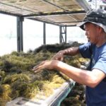 Inovasi pengering rumput laut rumah kaca tingkatkan kualitas dan produktivitas