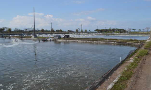 Monitoring kualitas air tambak penting dengan prosedur yang tepat