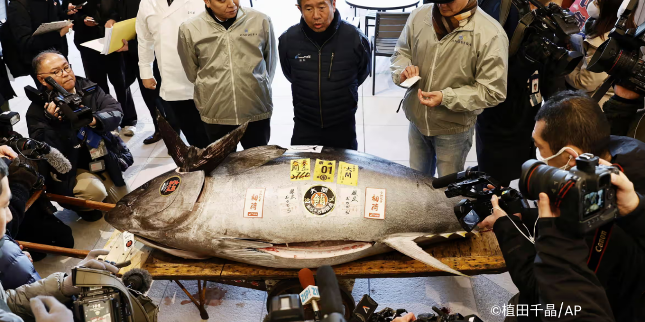 Tuna sirip biru seberat 276 kg laku Rp21 miliar di Pasar Toyosu Jepang