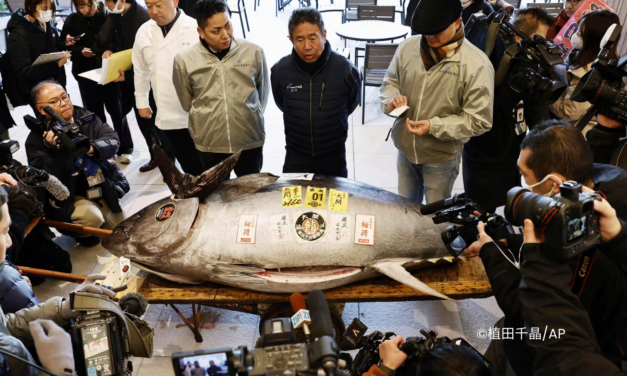 Tuna sirip biru seberat 276 kg laku Rp21 miliar di Pasar Toyosu Jepang