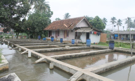 Tepung biji mangga: Potensi alternatif suplemen pakan ikan nila