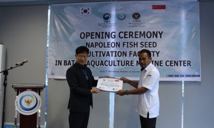 Kolaborasi Indonesia-Korea Selatan jaga kelestarian ikan napoleon lewat budidaya
