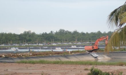 Masihkah udang Indonesia kompetitif di tengah banyak ketidakpastian?