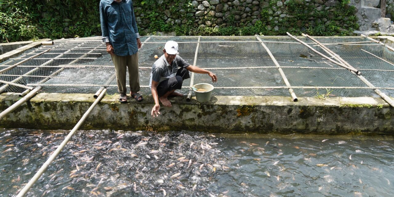 Ikan budidaya harus bersertifikat halal: Biaya baru untuk pembudidaya?