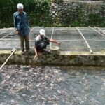 Ikan budidaya harus bersertifikat halal: Biaya baru untuk pembudidaya?
