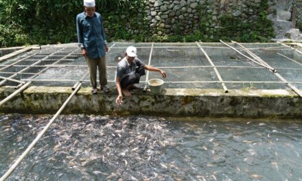 Ikan budidaya harus bersertifikat halal: Biaya baru untuk pembudidaya?