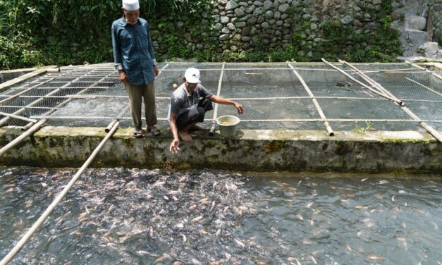 Ikan budidaya harus bersertifikat halal: Biaya baru untuk pembudidaya?