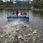 Bagaimana mengurangi jejak karbon di industri pakan akuakultur