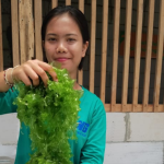 Menjaga kualitas pascapanen Ulva agar harga tetap tinggi