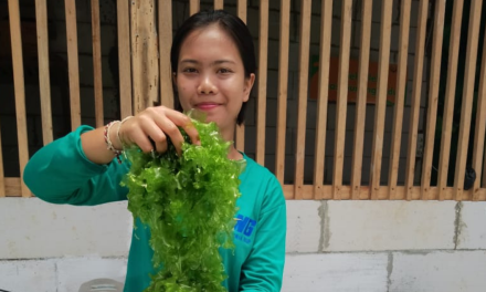 Menjaga kualitas pascapanen Ulva agar harga tetap tinggi