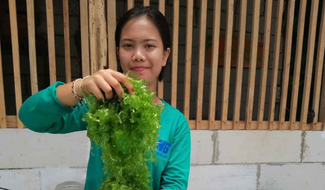Menjaga kualitas pascapanen Ulva agar harga tetap tinggi