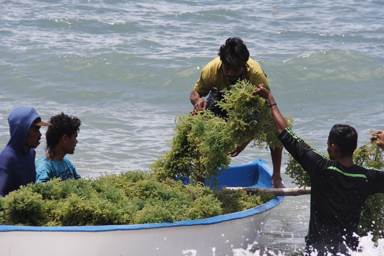 Suplai rumput laut yang berkualitas dapat bersumber dari hasil budidaya. ©KKP