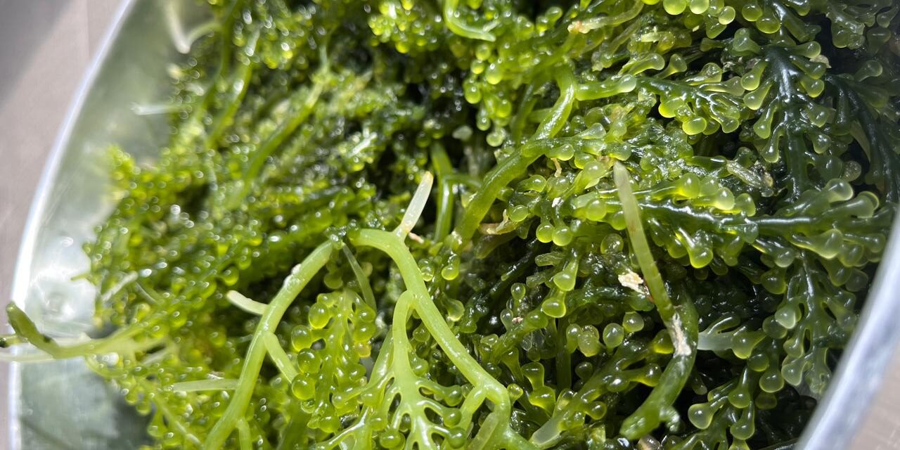 Saatnya superfood rumput laut jadi bagian Makan Bergizi Gratis