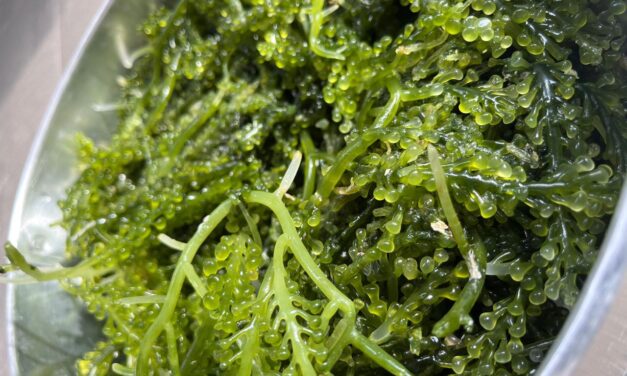 Saatnya superfood rumput laut jadi bagian Makan Bergizi Gratis