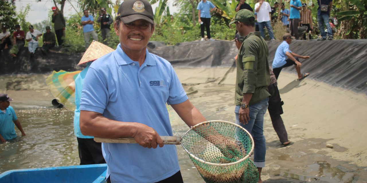 Petambak eks-Dipasena panen udang perdana usai pendampingan dengan SBI