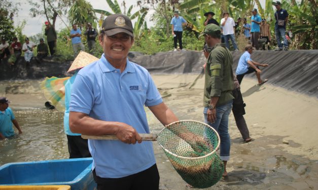 Petambak eks-Dipasena panen udang perdana usai pendampingan dengan SBI