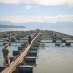 Budidaya ikan di KJA: Mencari titik temu antara keuntungan dan kelestarian