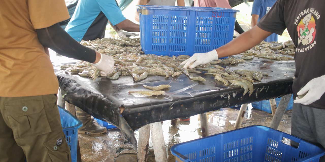 Pasca-isu radioaktif dan antibiotik, industri udang harus berbenah total
