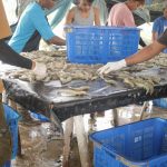 Pasca-isu radioaktif dan antibiotik, industri udang harus berbenah total