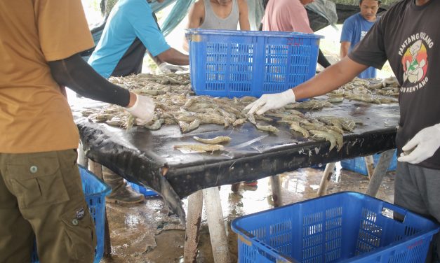 Pasca-isu radioaktif dan antibiotik, industri udang harus berbenah total