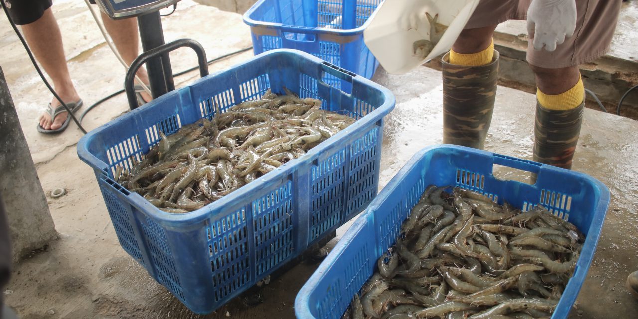 Produksi jalan, penjualan mandek: Bisnis udang Indonesia butuh pembenahan total