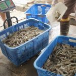 Produksi jalan, penjualan mandek: Bisnis udang Indonesia butuh pembenahan total