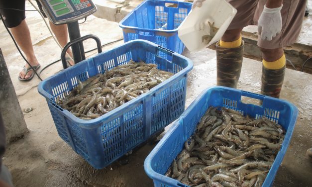 Produksi jalan, penjualan mandek: Bisnis udang Indonesia butuh pembenahan total