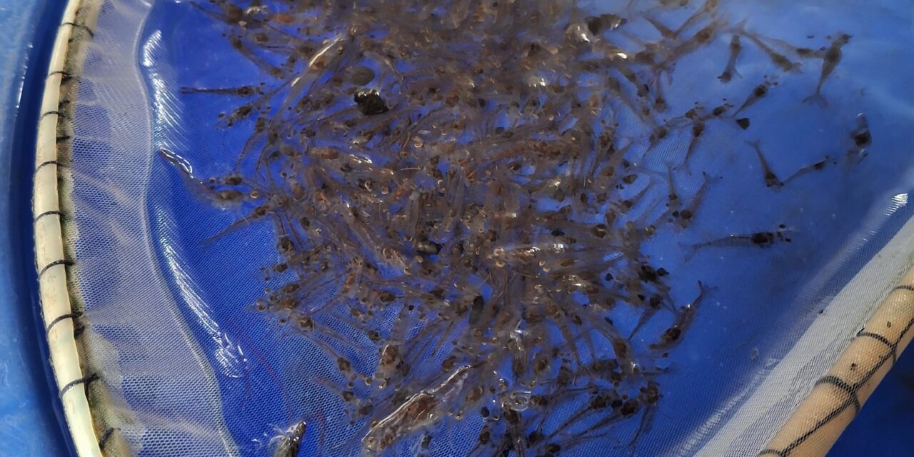 Waspada penyakit TPD, menyerang udang lebih cepat dibanding AHPND