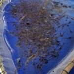 Waspada penyakit TPD, menyerang udang lebih cepat dibanding AHPND